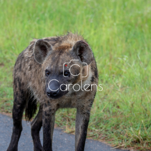 Hyena in Zuid-Afrika