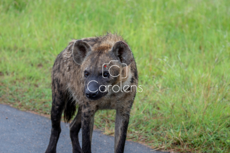 Hyena in Zuid-Afrika