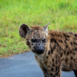 Hyena in Zuid-Afrika