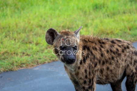 Hyena in Zuid-Afrika