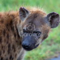 Hyena in Zuid-Afrika