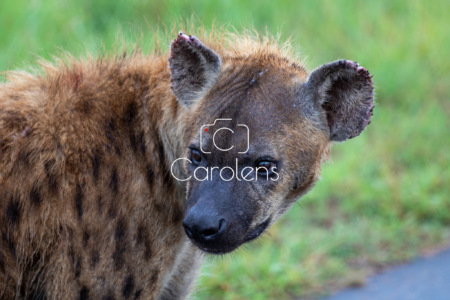 Hyena in Zuid-Afrika