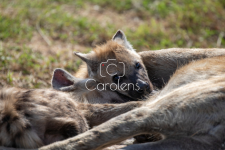 Hyena in Zuid-Afrika