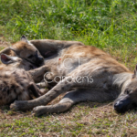 Hyena in Zuid-Afrika