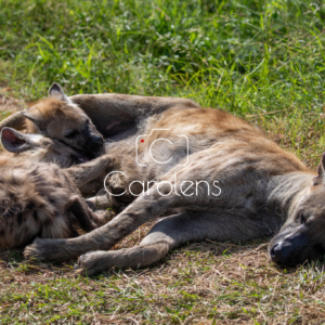 Hyena in Zuid-Afrika