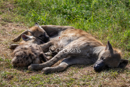 Hyena in Zuid-Afrika