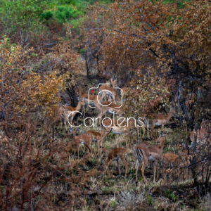 Impala in Zuid-Afrika