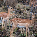 Impala in Zuid-Afrika