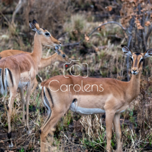 Impala in Zuid-Afrika