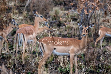 Impala in Zuid-Afrika