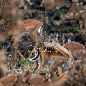 Impala in Zuid-Afrika