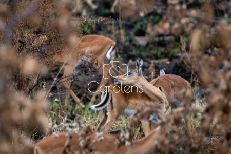 Impala in Zuid-Afrika