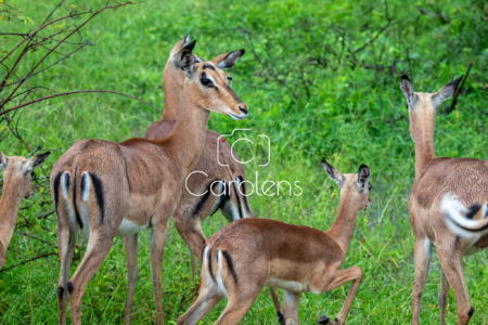 Impala in Zuid-Afrika