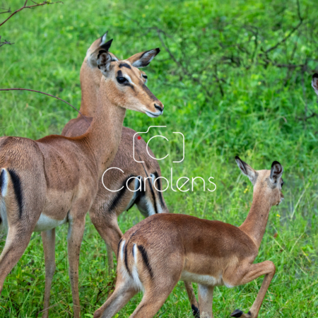 Impala in Zuid-Afrika