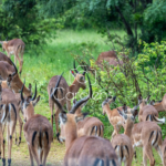 Impala in Zuid-Afrika