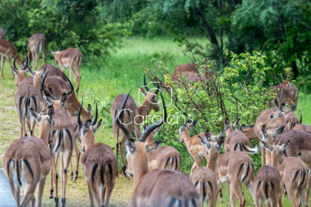 Impala in Zuid-Afrika