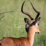 Impala in Zuid-Afrika