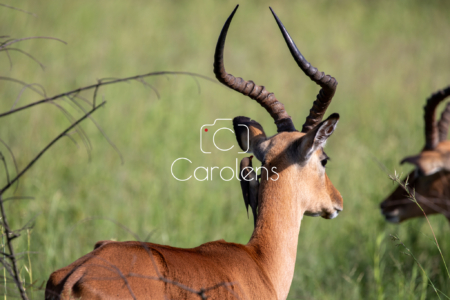 Impala in Zuid-Afrika