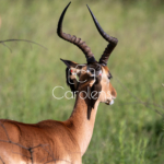 Impala in Zuid-Afrika