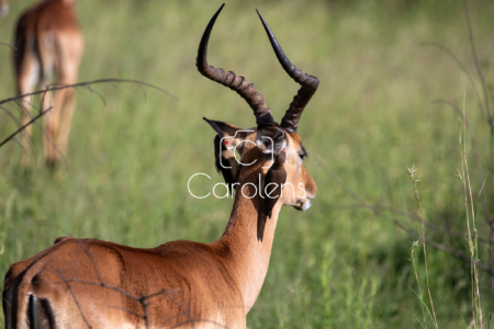 Impala in Zuid-Afrika