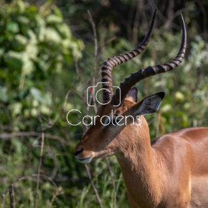 Impala in Zuid-Afrika