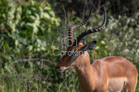 Impala in Zuid-Afrika