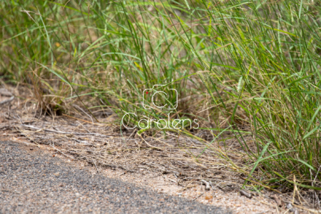 Kameleon in Zuid-Afrika