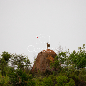 Klipspringer in Zuid-Afrika