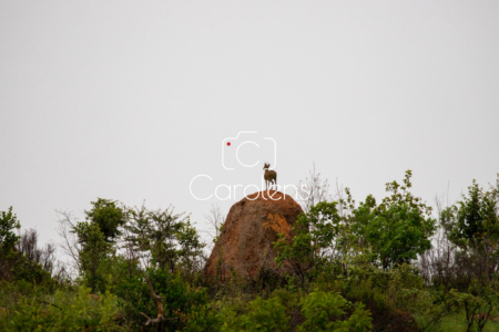 Klipspringer in Zuid-Afrika