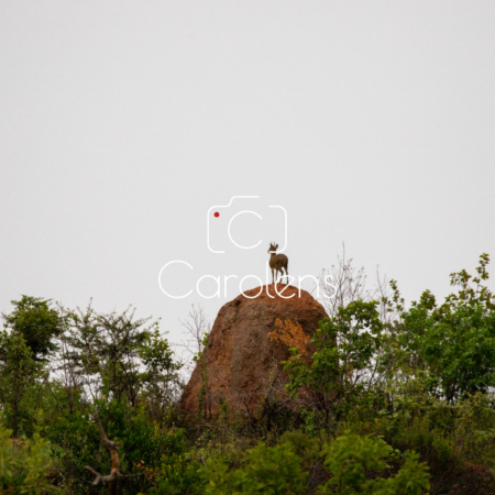 Klipspringer in Zuid-Afrika