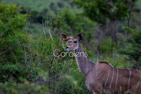 Koedoe in Zuid-Afrika