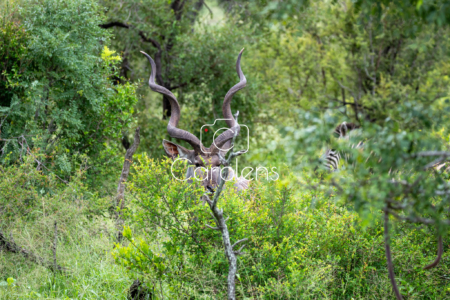 Koedoe in Zuid-Afrika