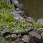 Krokodil in Zuid-Afrika