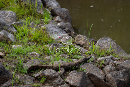 Krokodil in Zuid-Afrika