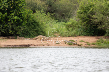 Krokodil in Zuid-Afrika