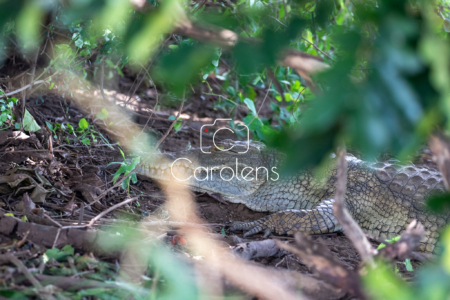 Krokodil in Zuid-Afrika