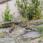 Krokodil in Zuid-Afrika