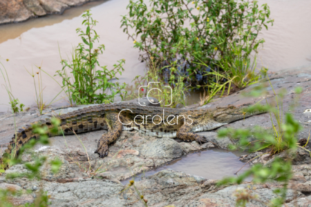 Krokodil in Zuid-Afrika