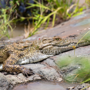 Krokodil in Zuid-Afrika