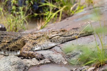 Krokodil in Zuid-Afrika