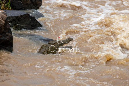 Krokodil in Zuid-Afrika