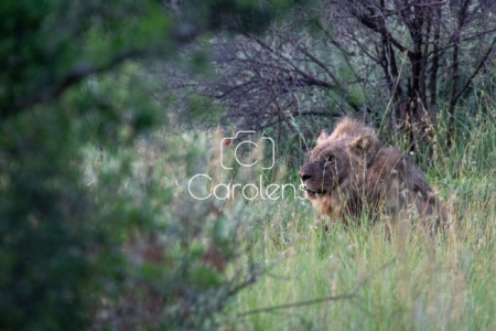 Leeuw in Zuid-Afrika
