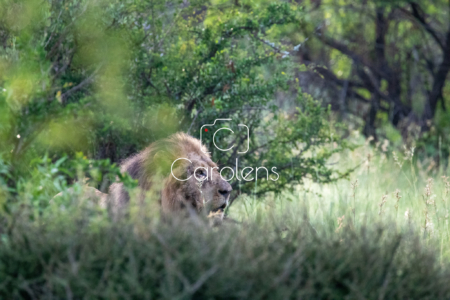 Leeuw in Zuid-Afrika