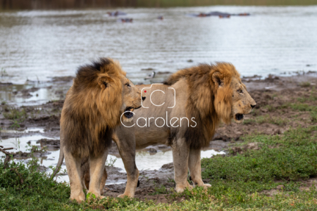 Leeuw in Zuid-Afrika