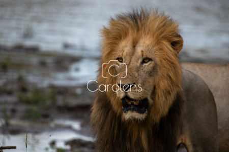 Leeuw in Zuid-Afrika