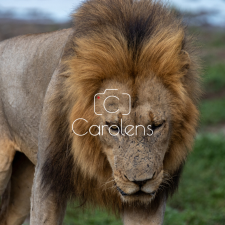 Leeuw in Zuid-Afrika