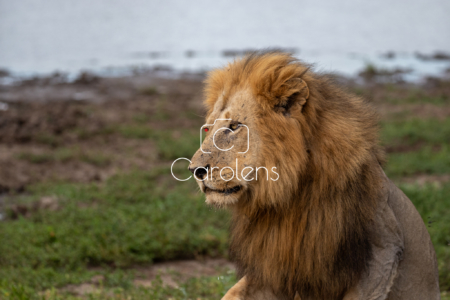 Leeuw in Zuid-Afrika