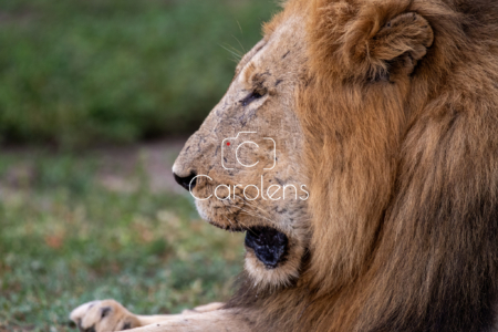 Leeuw in Zuid-Afrika