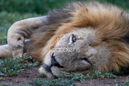 Leeuw in Zuid-Afrika