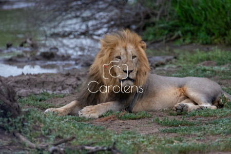 Leeuw in Zuid-Afrika